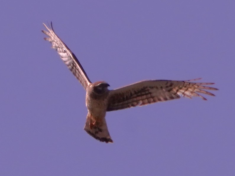 Northern Harrier - ML620281787