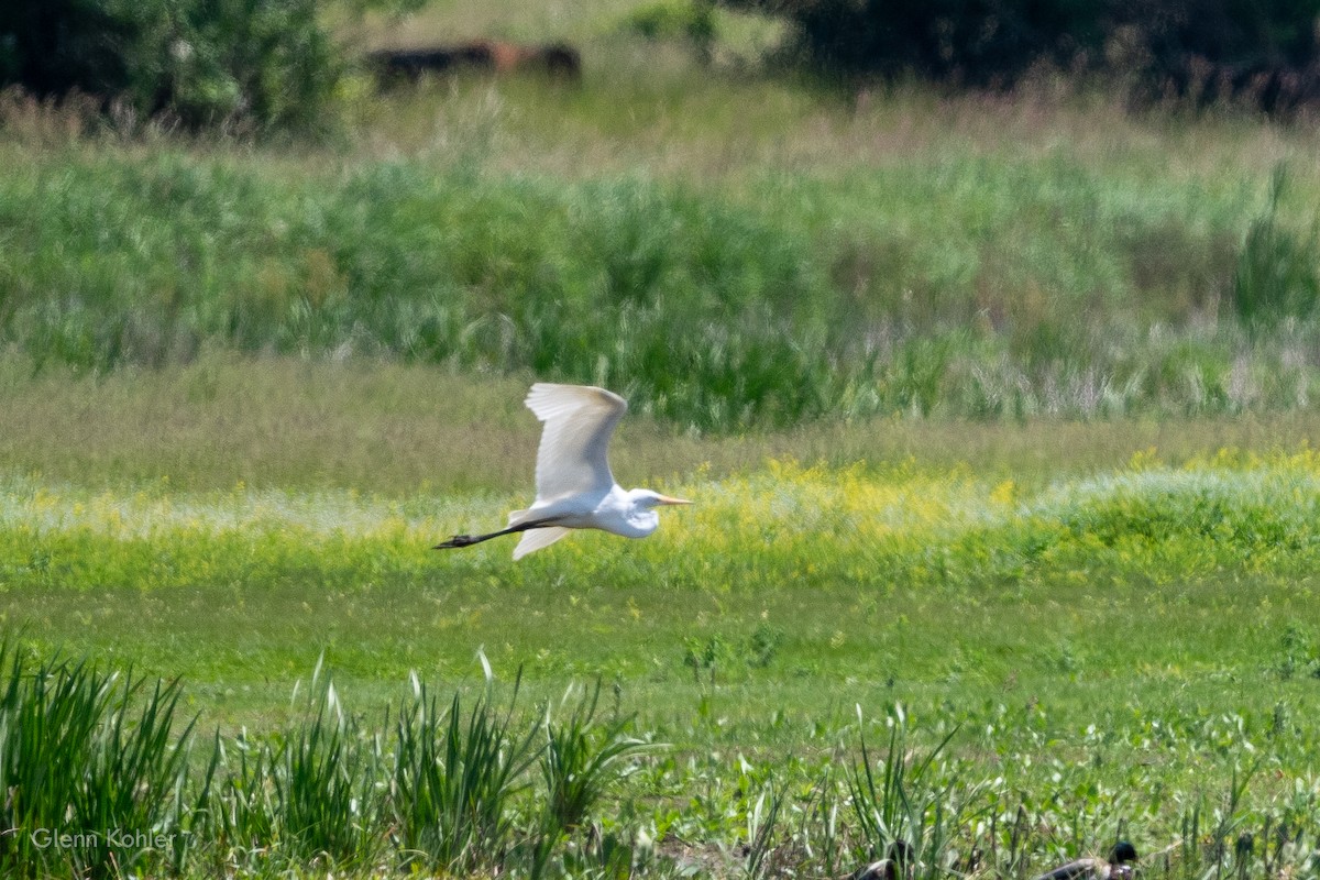 Great Egret - ML620281788