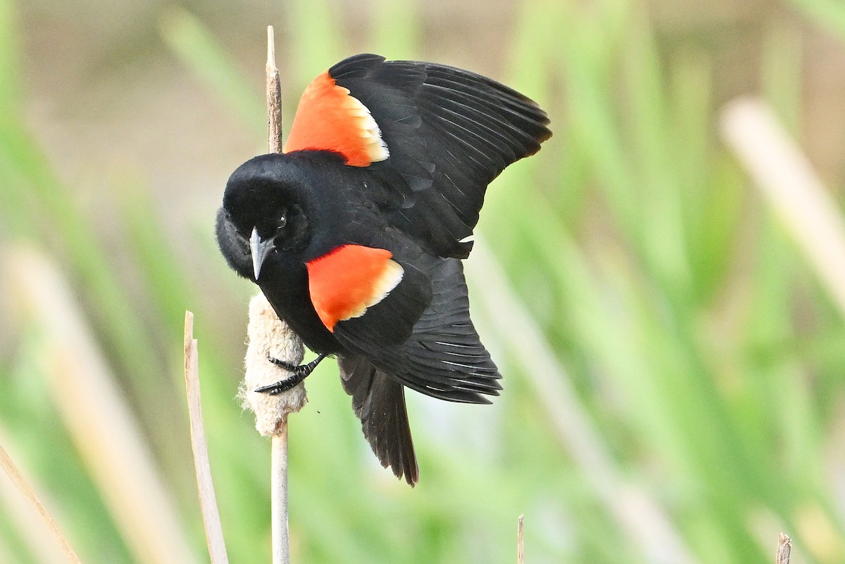 Red-winged Blackbird - ML620281790