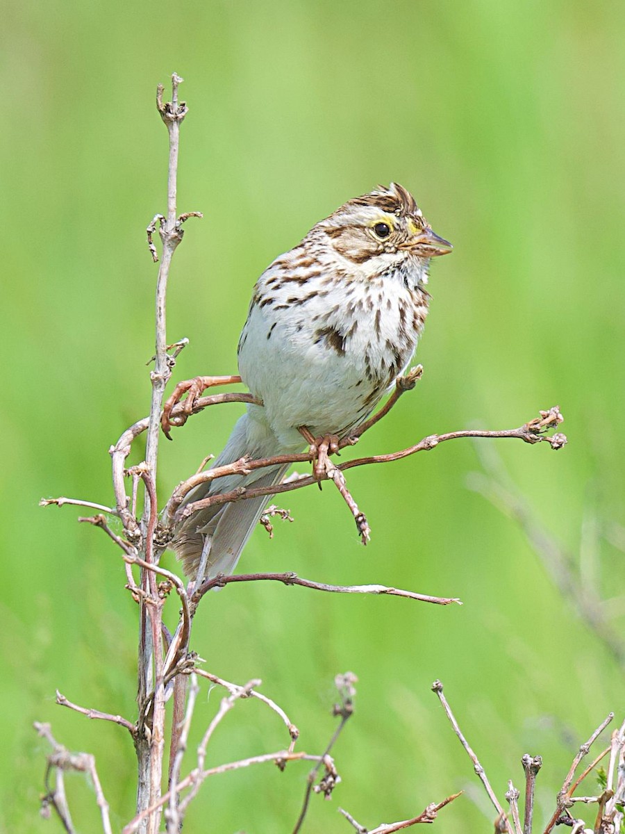 Savannah Sparrow - ML620281792