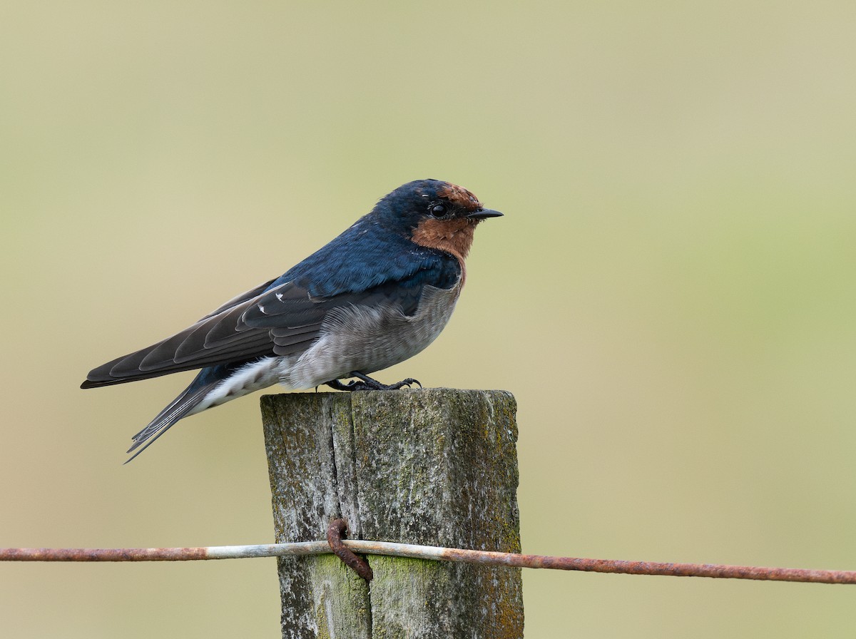 Welcome Swallow - ML620281794