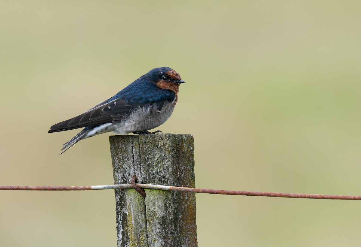 Welcome Swallow - ML620281795