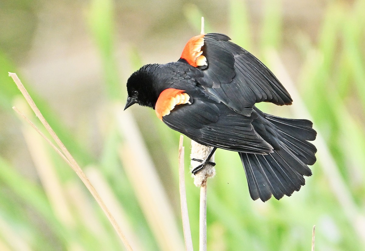 Red-winged Blackbird - ML620281796