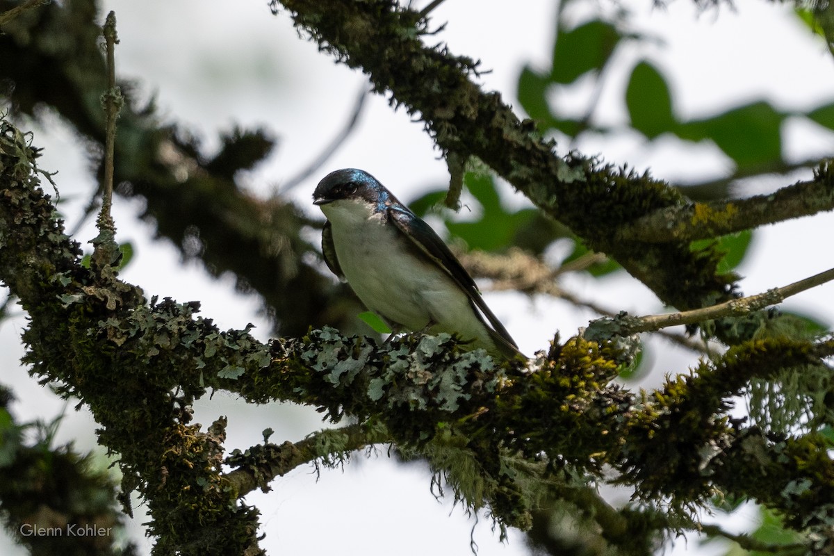 Tree Swallow - ML620281798