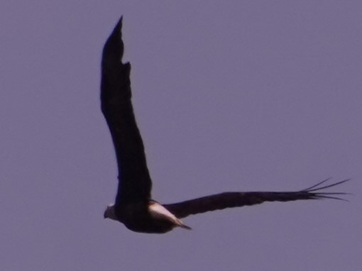 Белоголовый орлан - ML620281800