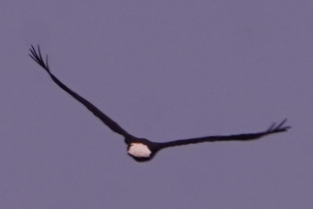 Белоголовый орлан - ML620281801