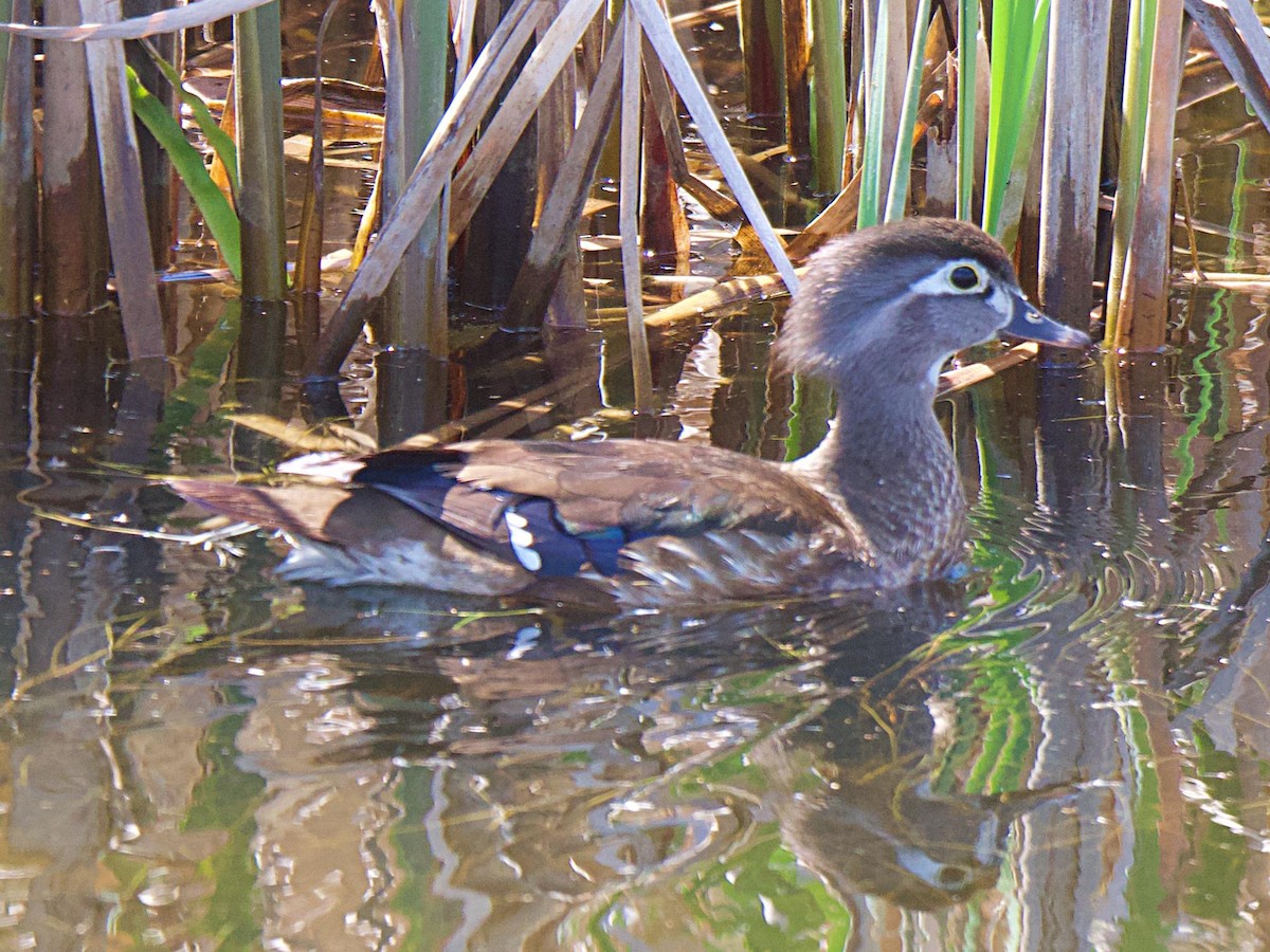 Wood Duck - ML620281803