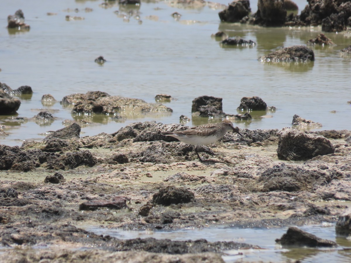 White-rumped Sandpiper - ML620281807