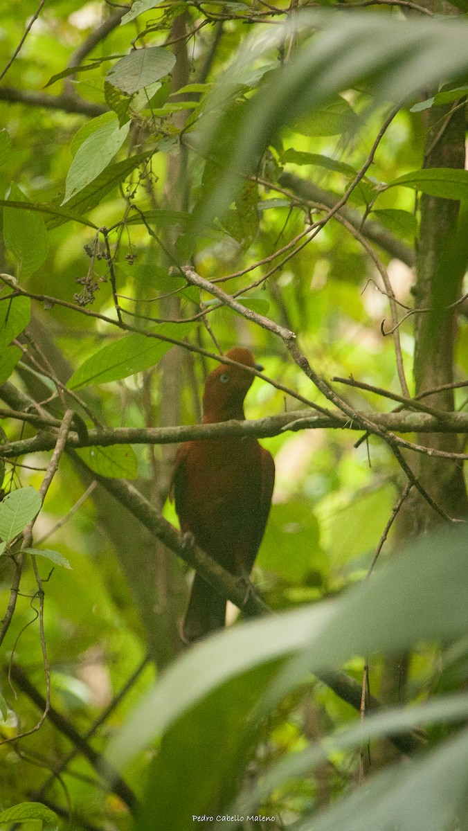 Coq-de-roche péruvien - ML620281809