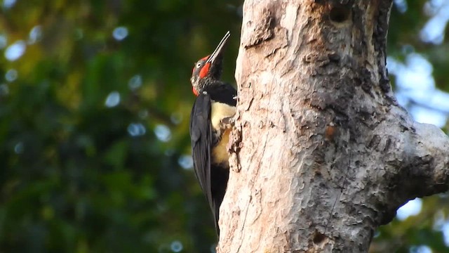 White-bellied Woodpecker - ML620281811