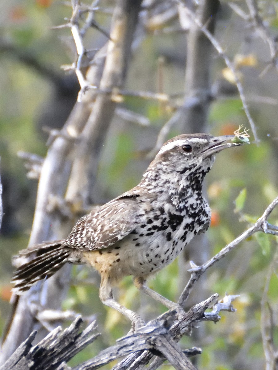 Cactus Wren - ML620281812