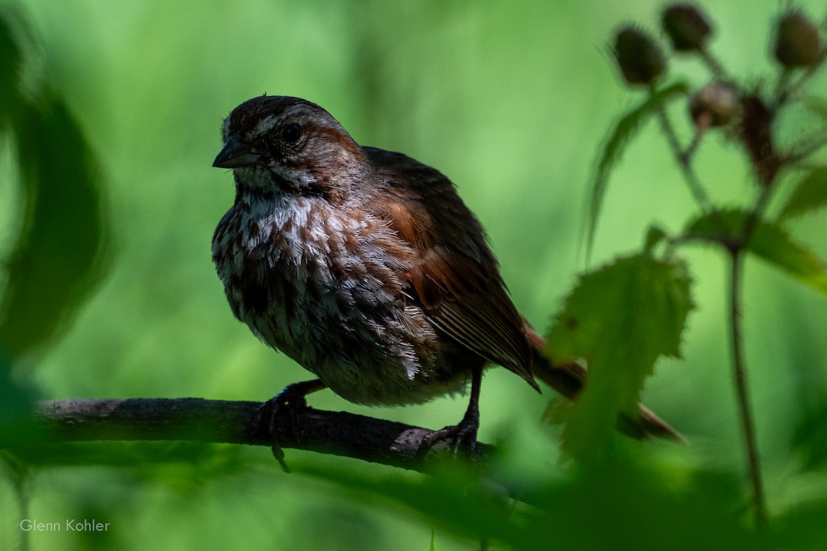 Song Sparrow - ML620281813