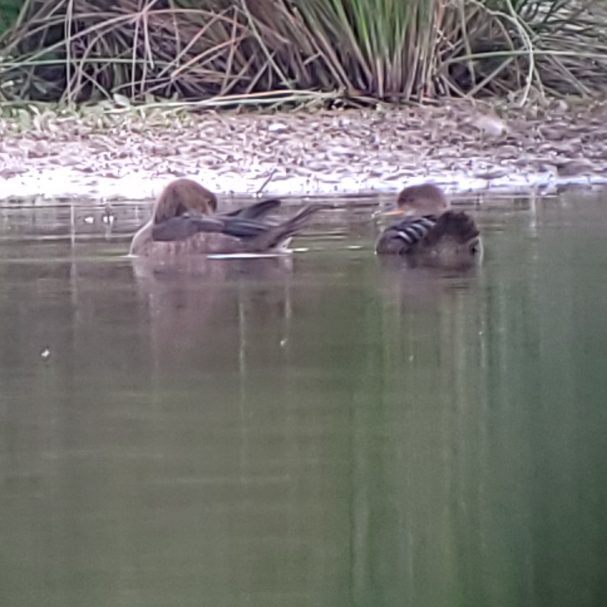 Hooded Merganser - ML620281815