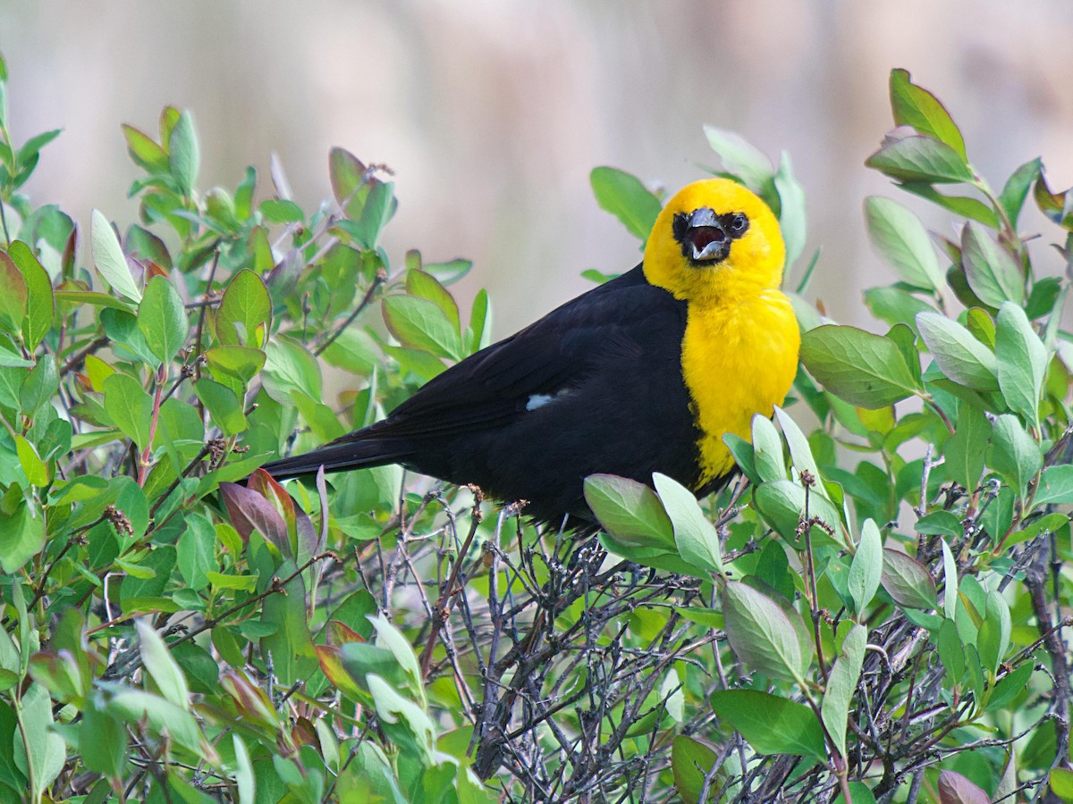 Yellow-headed Blackbird - ML620281819