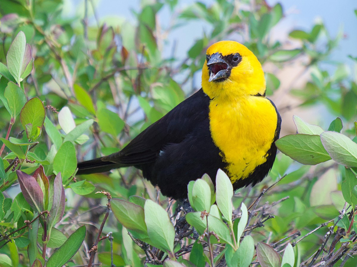 Yellow-headed Blackbird - ML620281820