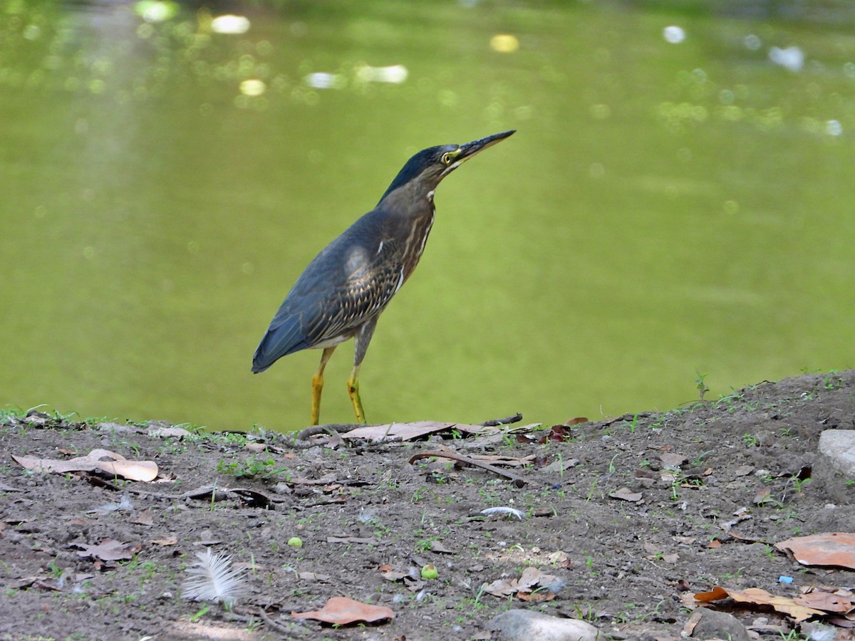 Striated Heron - ML620281824