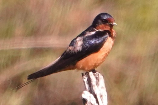 Barn Swallow - ML620281825