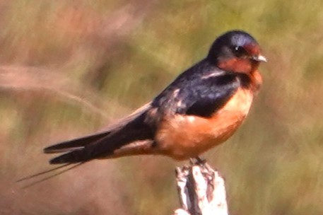 Barn Swallow - ML620281826