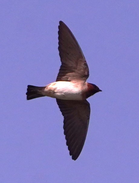 Cliff Swallow - ML620281831