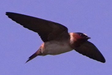 Cliff Swallow - ML620281833