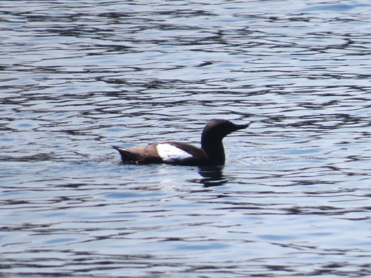 Black Guillemot - ML620281834