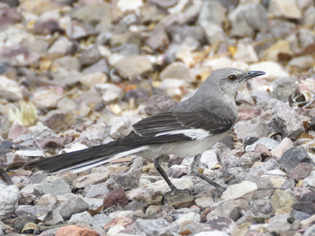 Northern Mockingbird - ML620281835