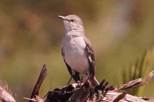 Northern Mockingbird - ML620281838