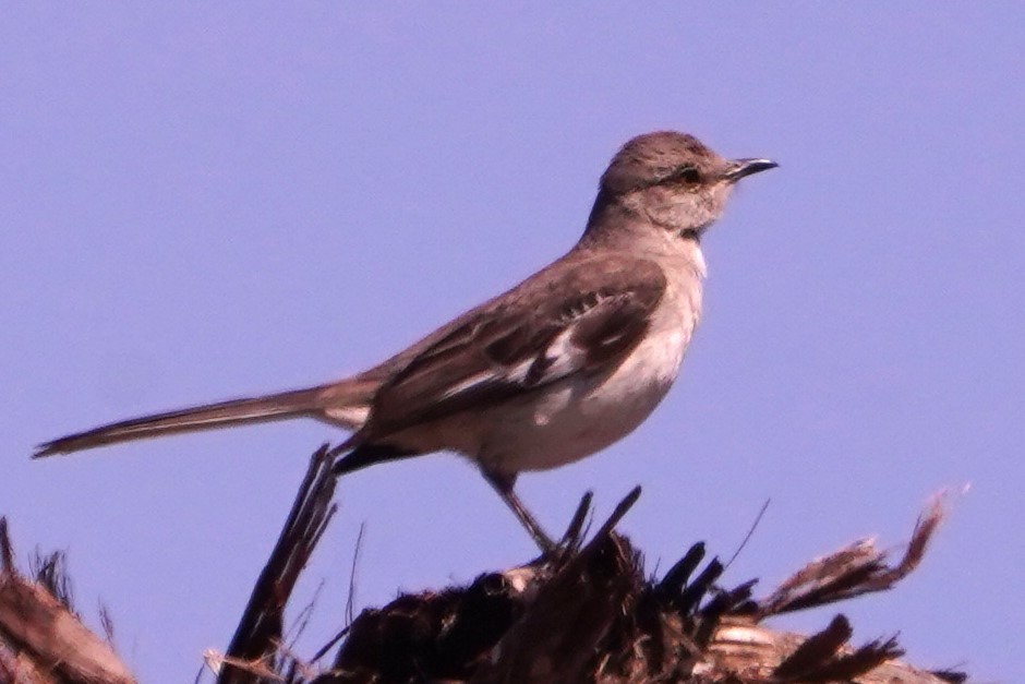 Northern Mockingbird - ML620281839