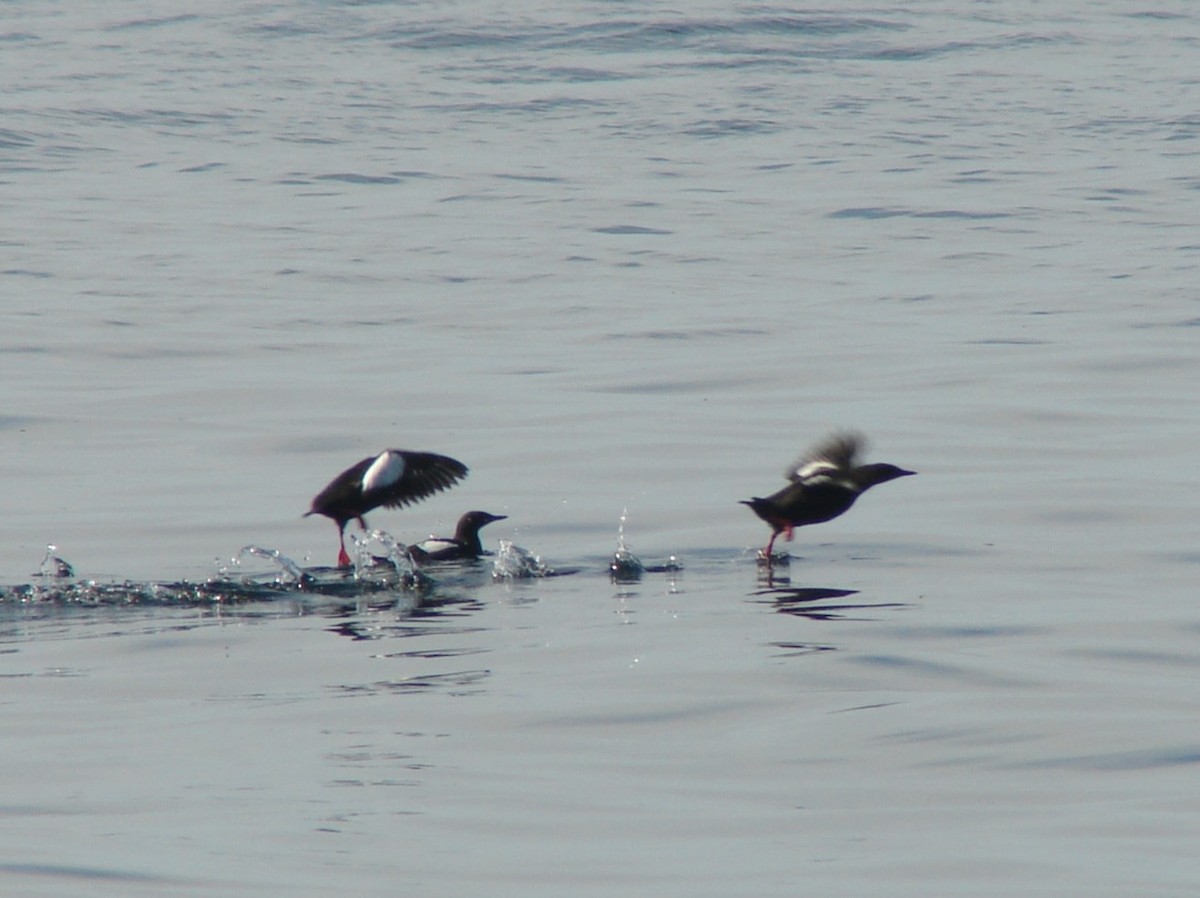 Black Guillemot - ML620281844