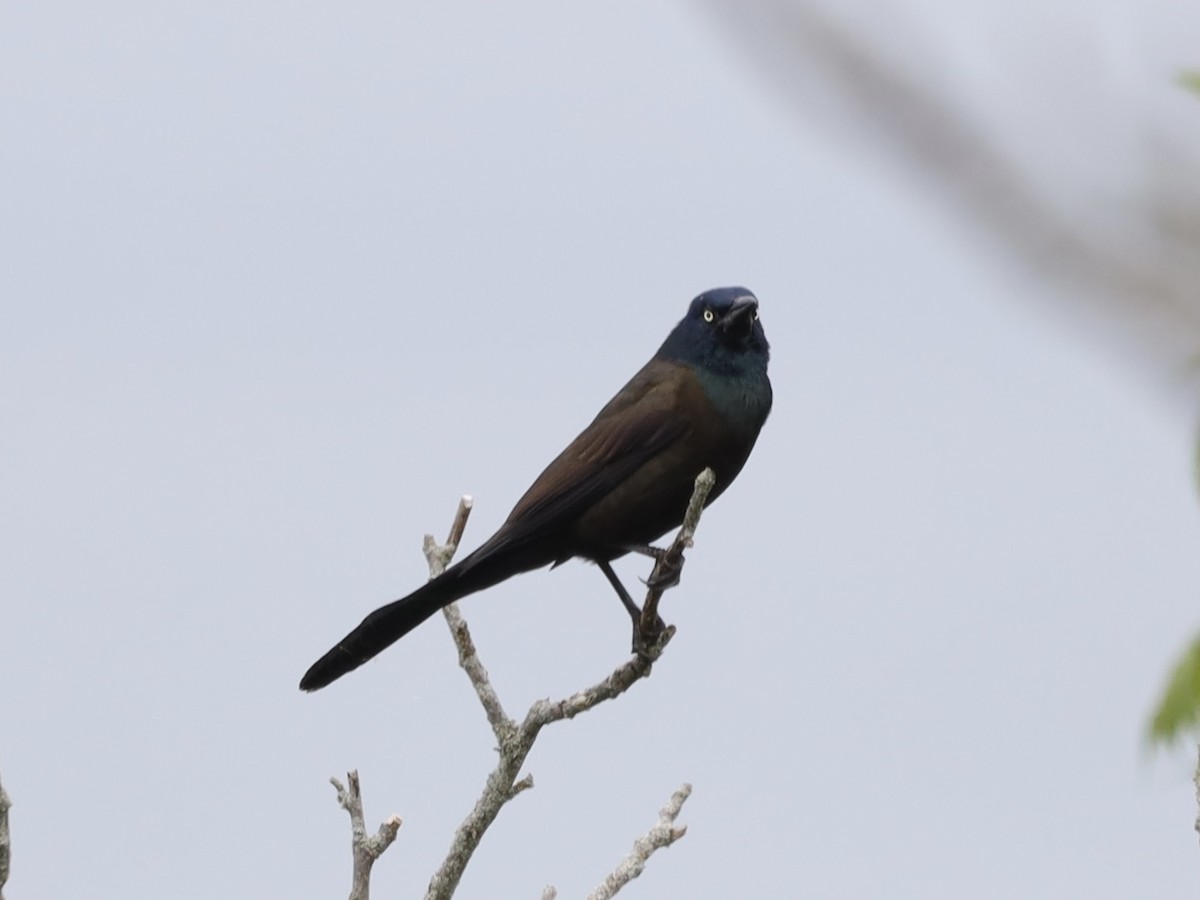 Common Grackle - ML620281846