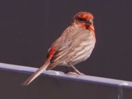 House Finch - ML620281847