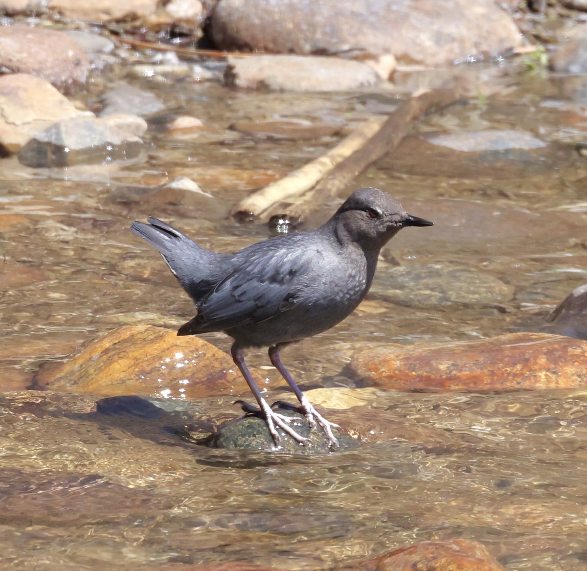 American Dipper - ML620281854