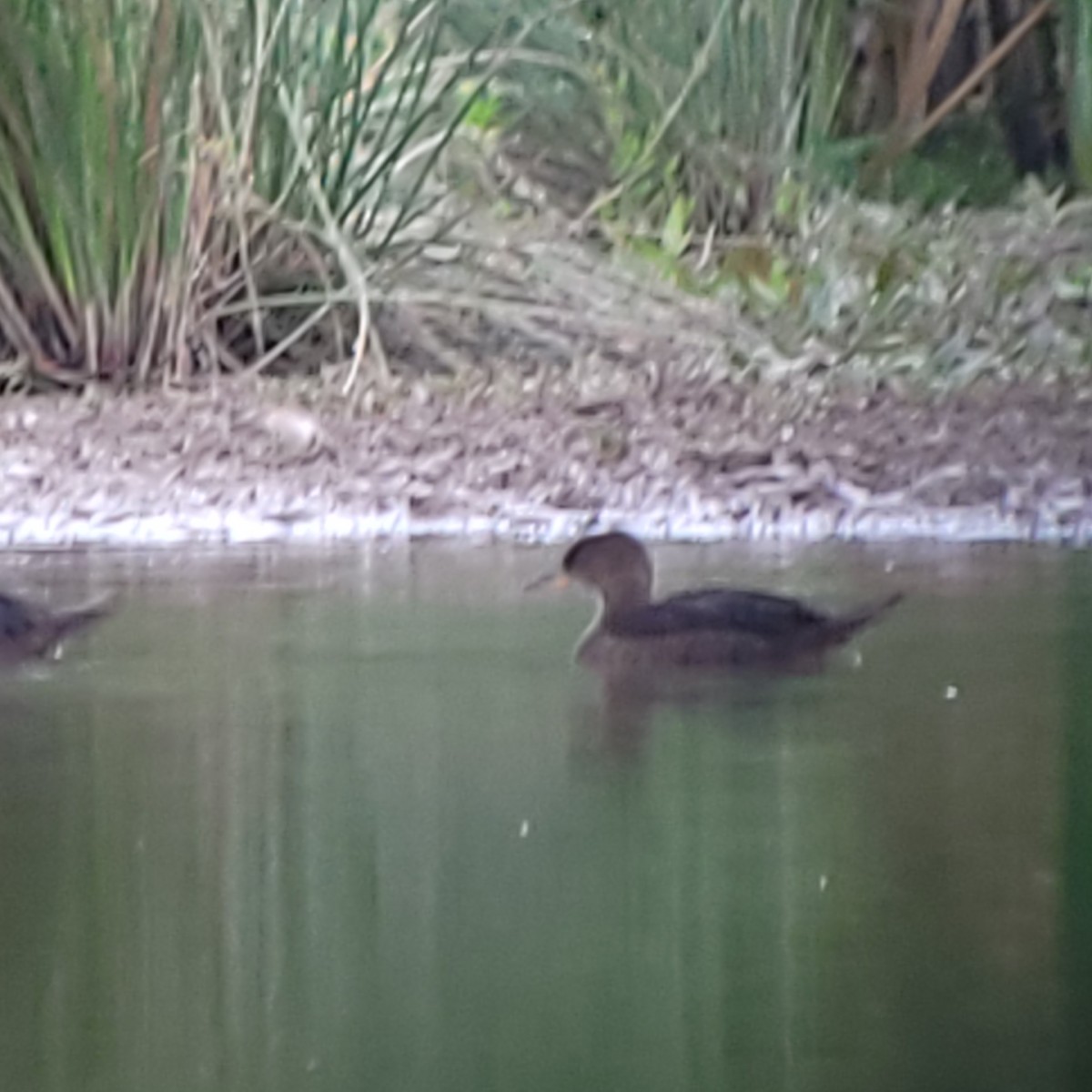 Hooded Merganser - ML620281862