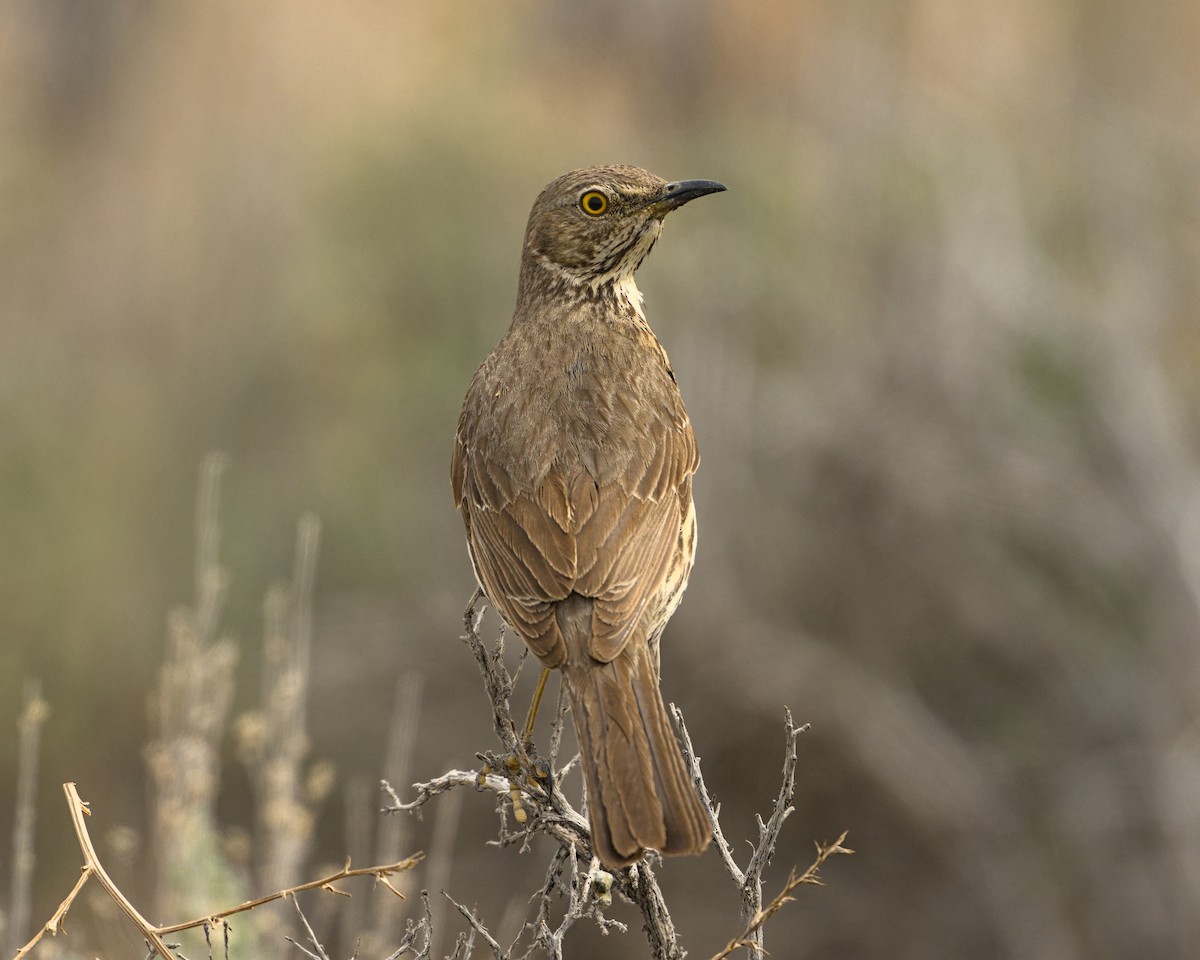 Sage Thrasher - ML620281870