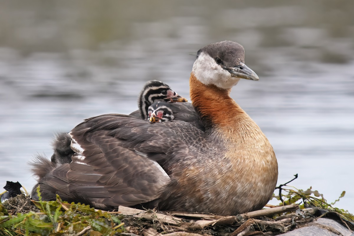 Red-necked Grebe - ML620281871