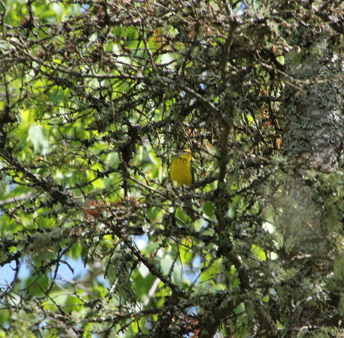 Canada Warbler - ML620281873