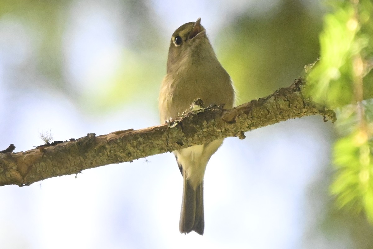 eikevireo - ML620281874