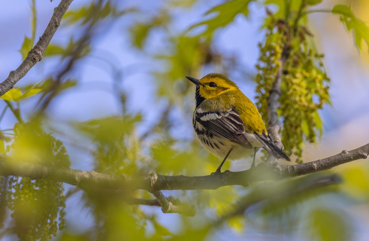 Black-throated Green Warbler - ML620281875