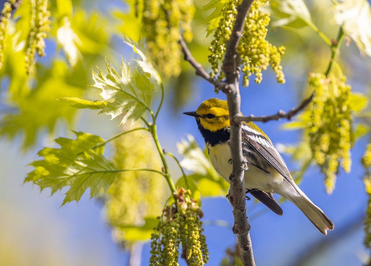 Black-throated Green Warbler - ML620281876