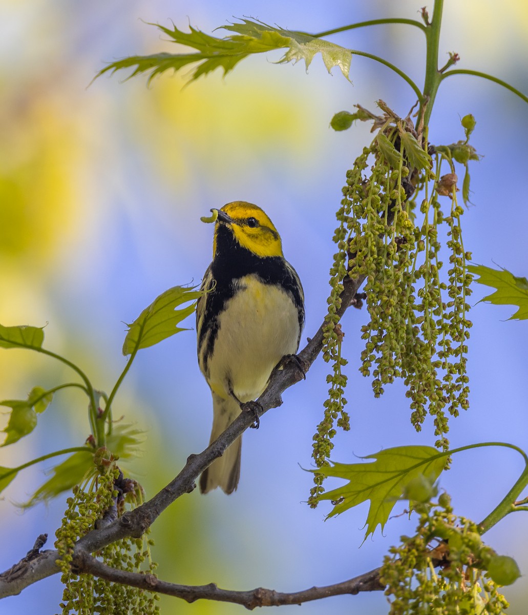 Black-throated Green Warbler - ML620281877