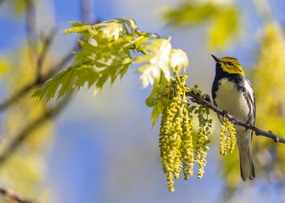 Black-throated Green Warbler - ML620281879