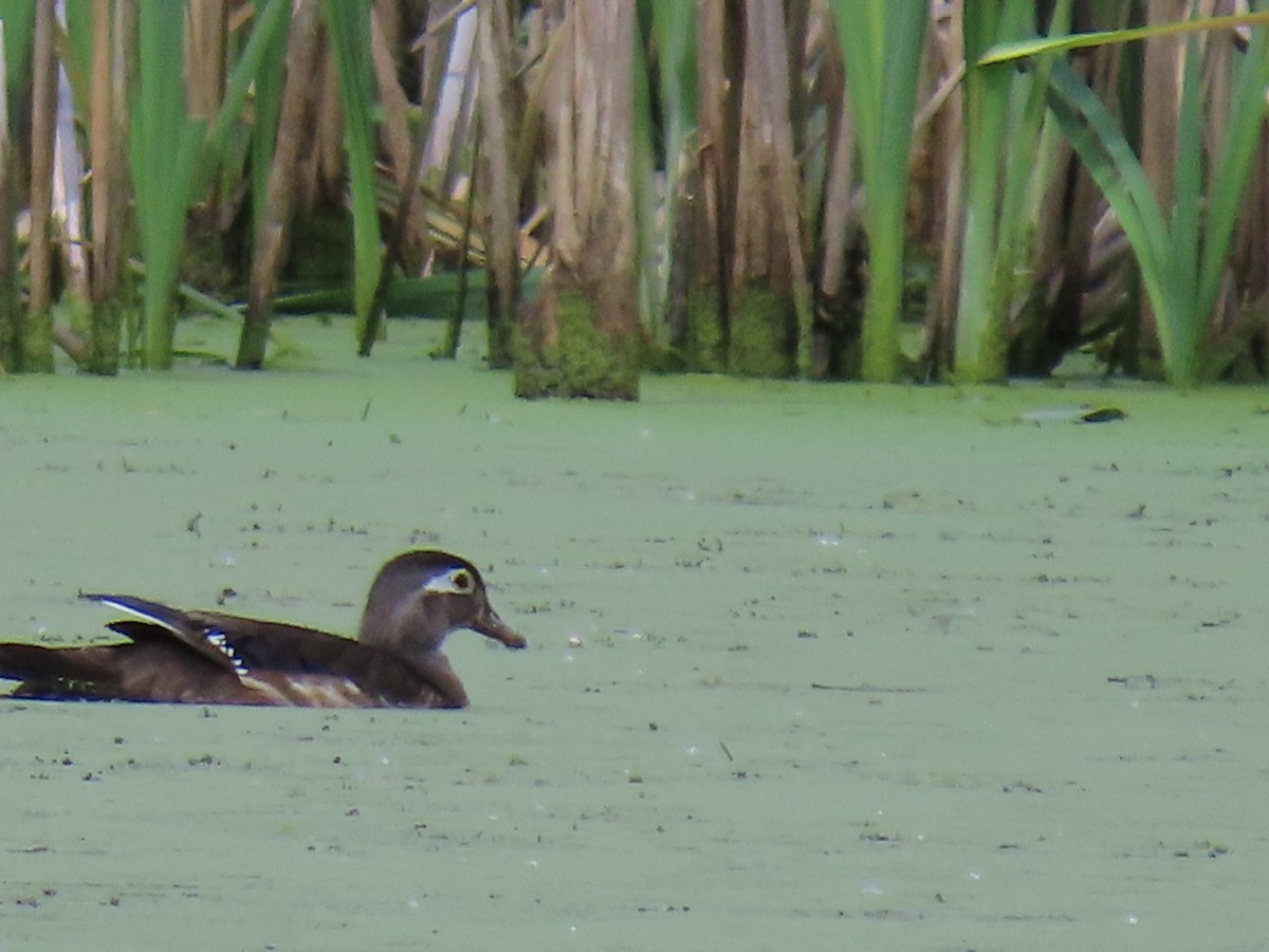 Wood Duck - ML620281881