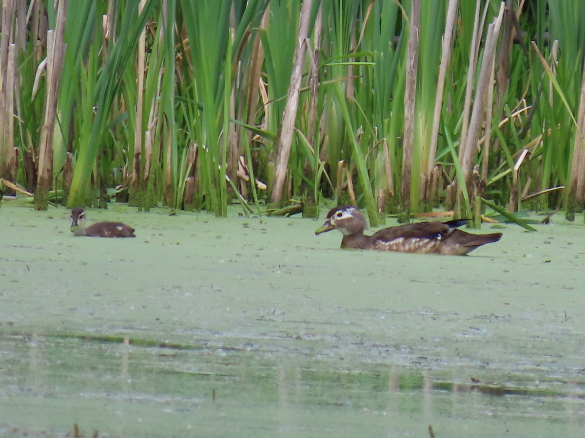 Wood Duck - ML620281883