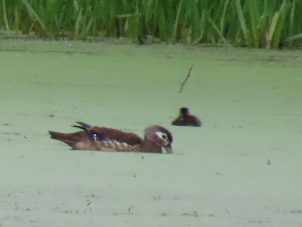 Wood Duck - ML620281884