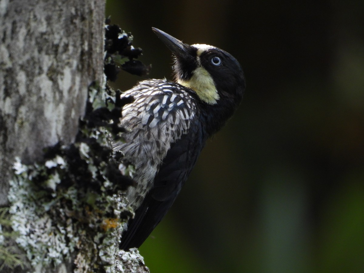 Acorn Woodpecker - ML620281885