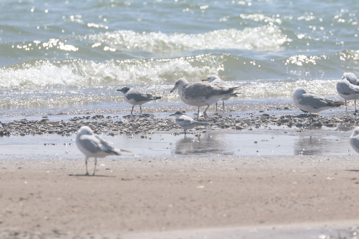 Common Tern - ML620281886