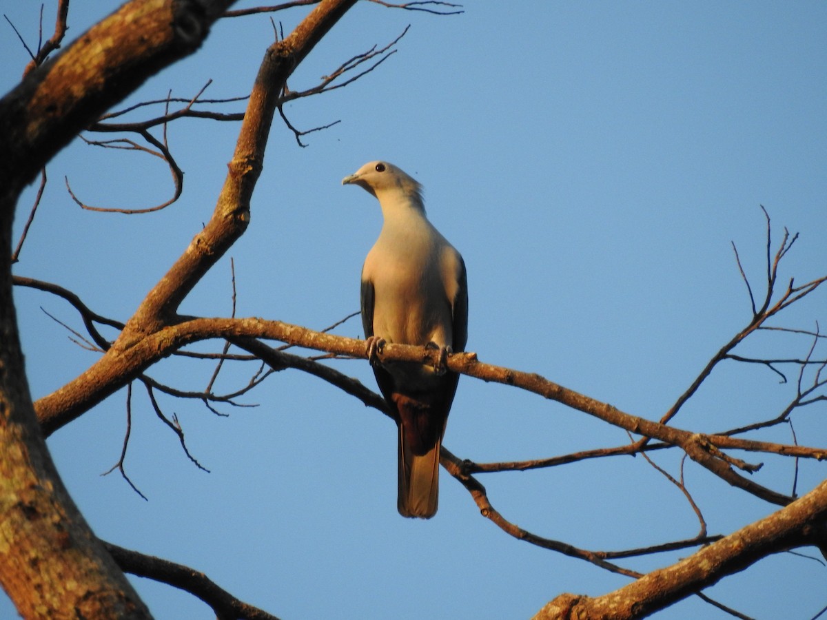 Green Imperial-Pigeon - ML620281887