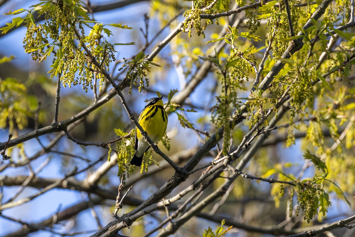 Magnolia Warbler - ML620281892