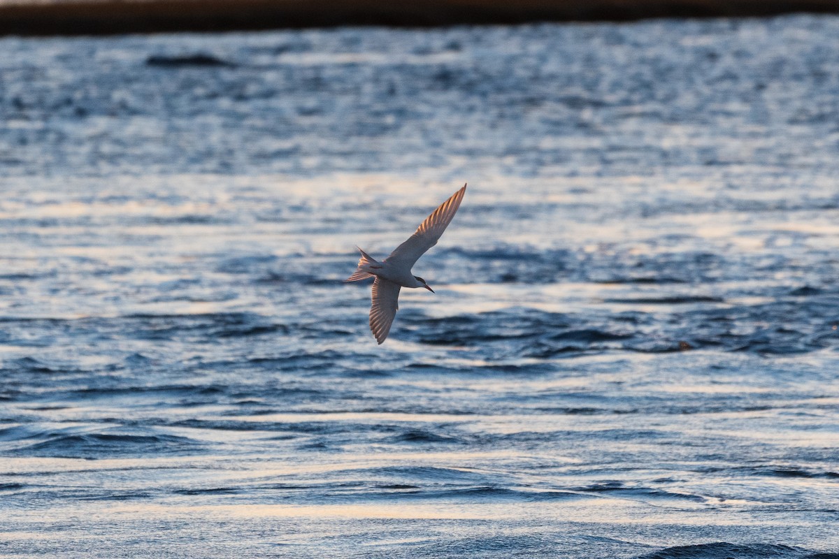 Common Tern - ML620281894