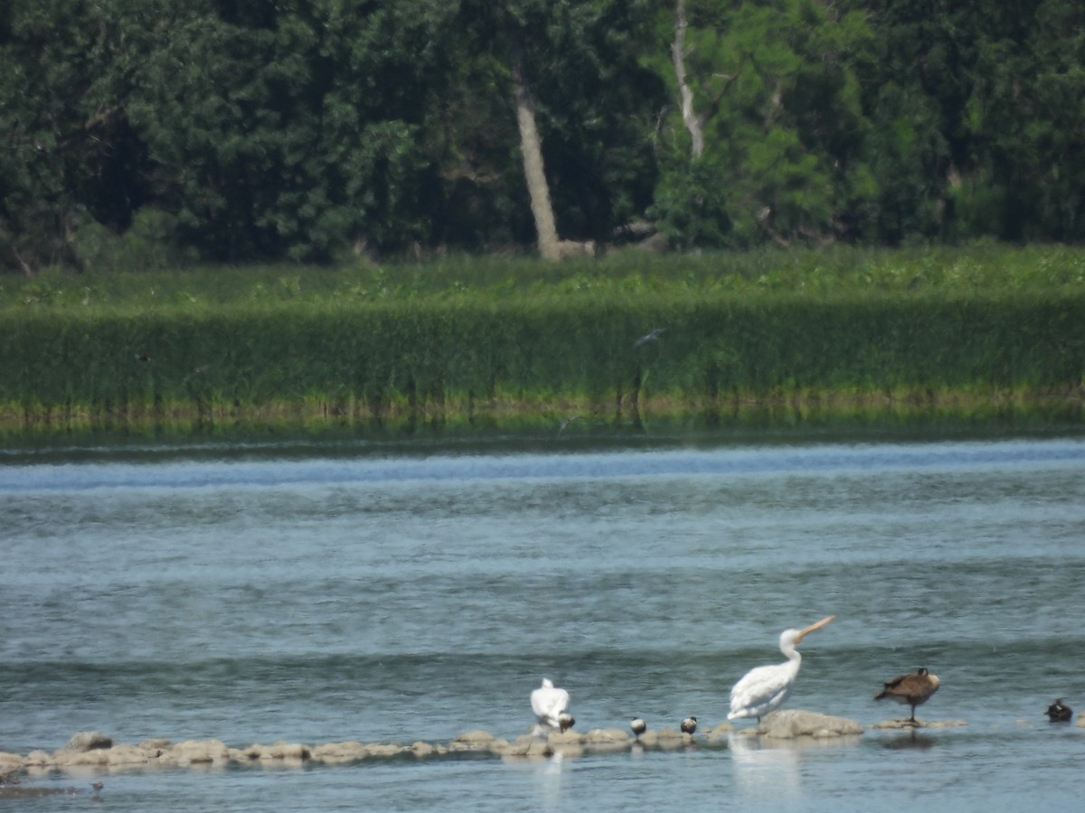 American White Pelican - ML620281897